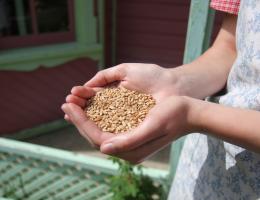 Interpreter holding wheat